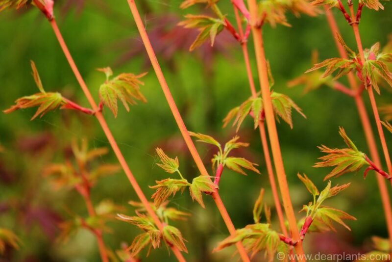 Acer palmatum 'Bi-ho'