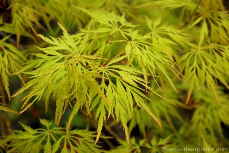Acer palmatum 'Seiryu'