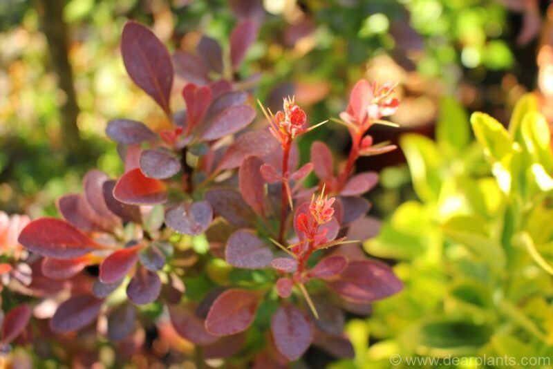 Berberis thunbergii