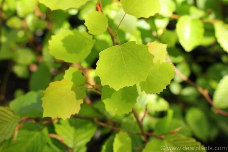 Betula