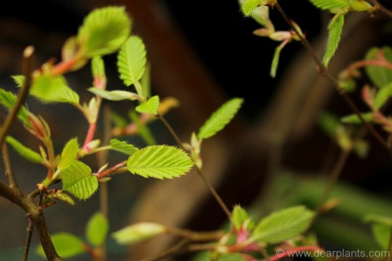 Carpinus betulus