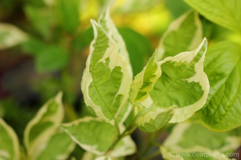 Cornus alba elegantissima