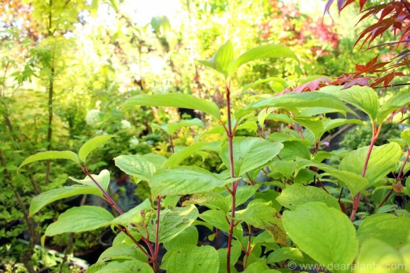 Cornus alba sibirica