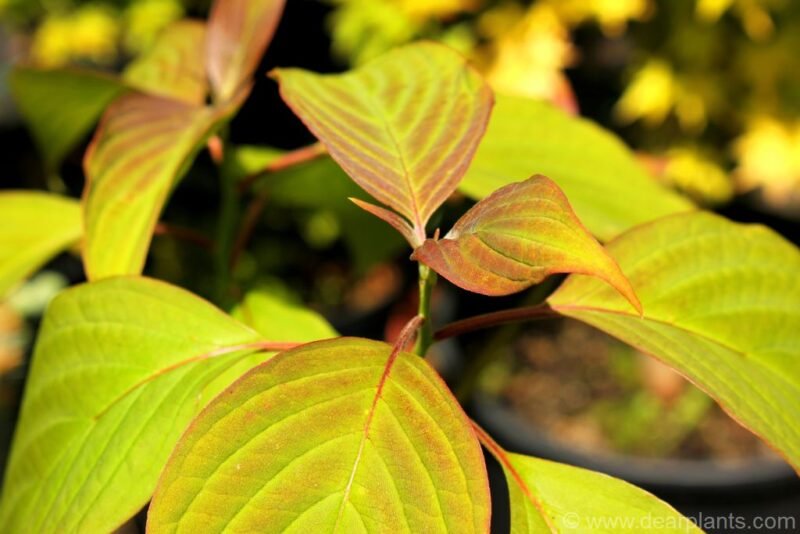 Cornus controversa