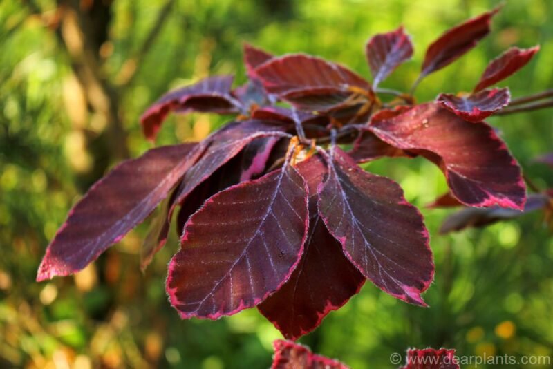 Fagus sylvatica tricolor
