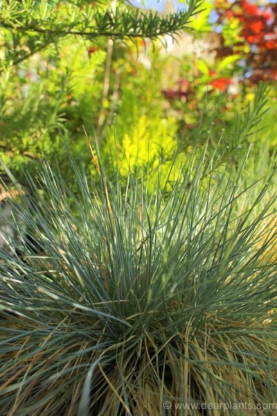 Festuca glauca