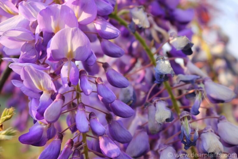 Wisteria