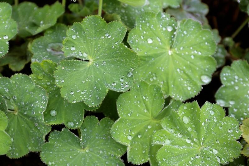 Alchemilla mollis (lady's mantle) - how to plant