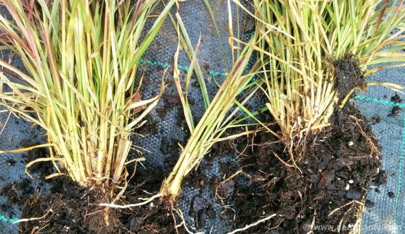 How to divide Fountain grass 'Rubrum' (Pennisetum advena 'Rubrum')