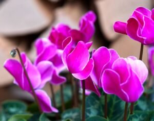 How to plant cyclamen