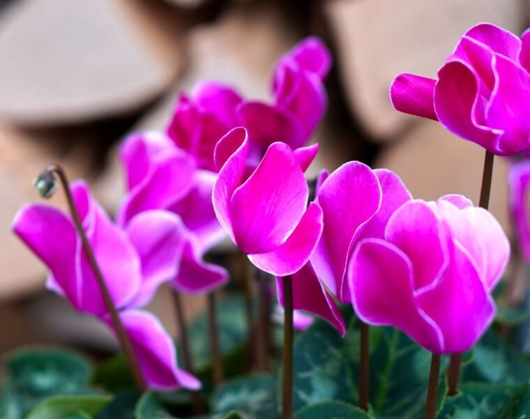 How to plant cyclamen