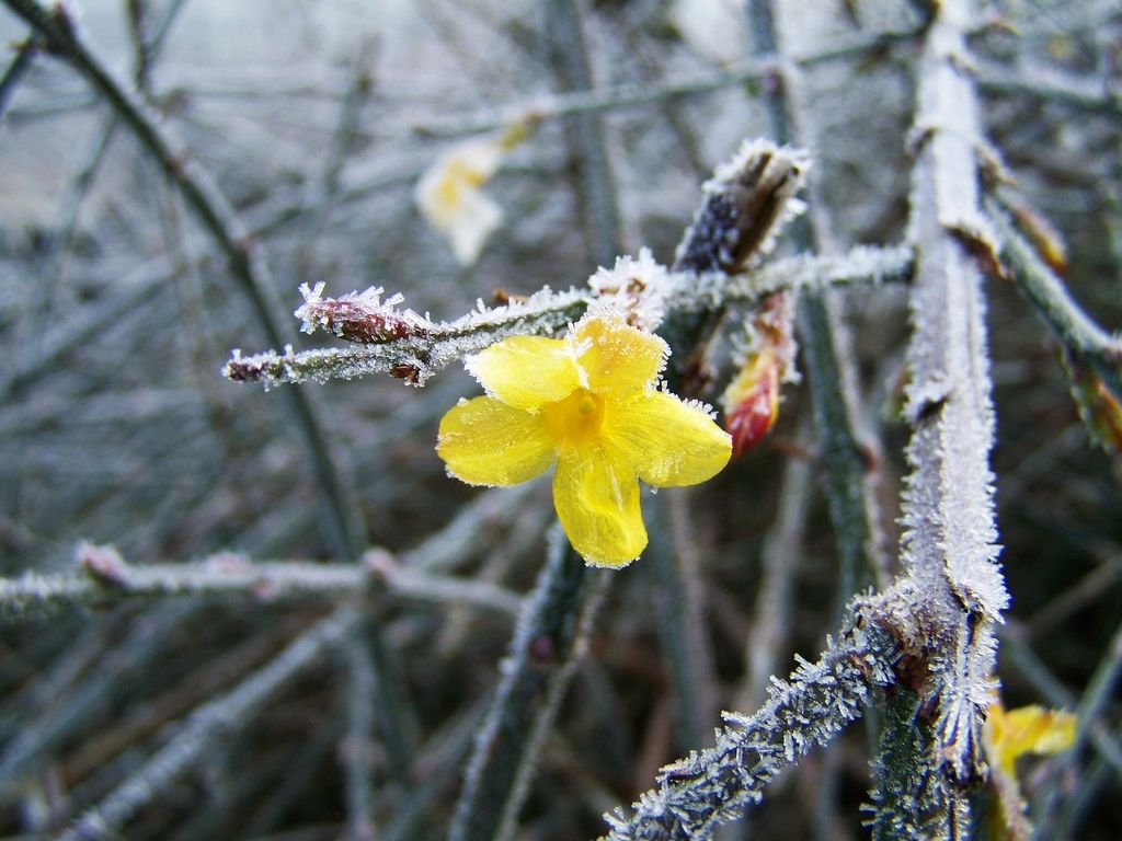 How to plant Winter Jasmine (Jasminum nudiflorum) Dear Plants