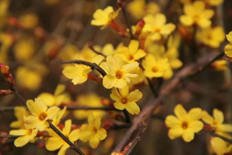 Jasminum nudiflorum (Winter Jasmine) - how to plant