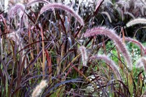 Pennisetum advena 'Rubrum' (Fountain grass 'Rubrum')