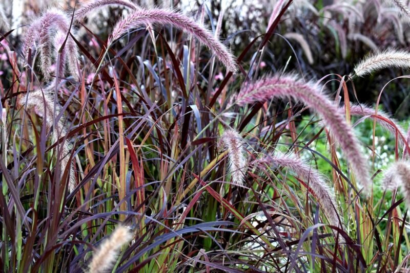 Pennisetum advena 'Rubrum' (Fountain grass 'Rubrum')
