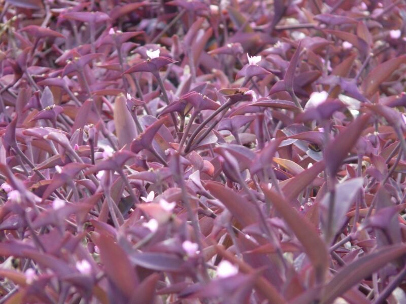 Tradescantia pallida 'Purpurea' (Purple-heart spiderwort)