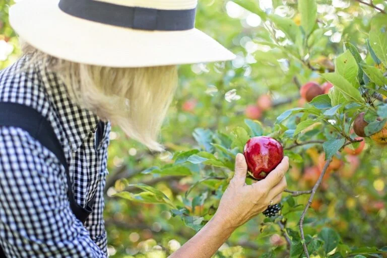 What to do in September in the garden