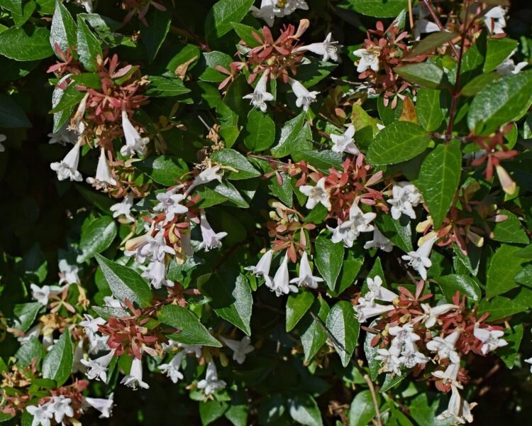How to plant glossy abelia - abelia grandiflora