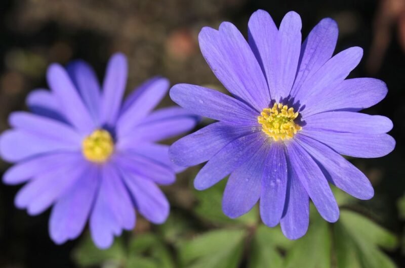 Anemone blanda (Winter windflower) - How to plant - www.dearplants.com