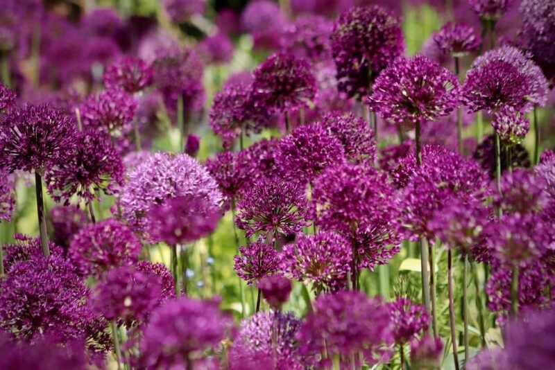 How to plant alliums - www.dearplants.com