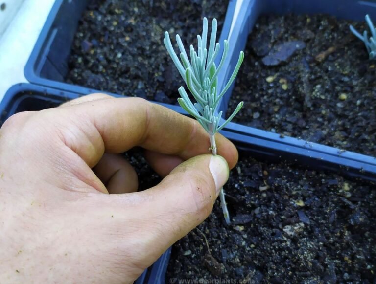 How to propagate lavender by semiripe cuttings (updated with results) (with pictures)