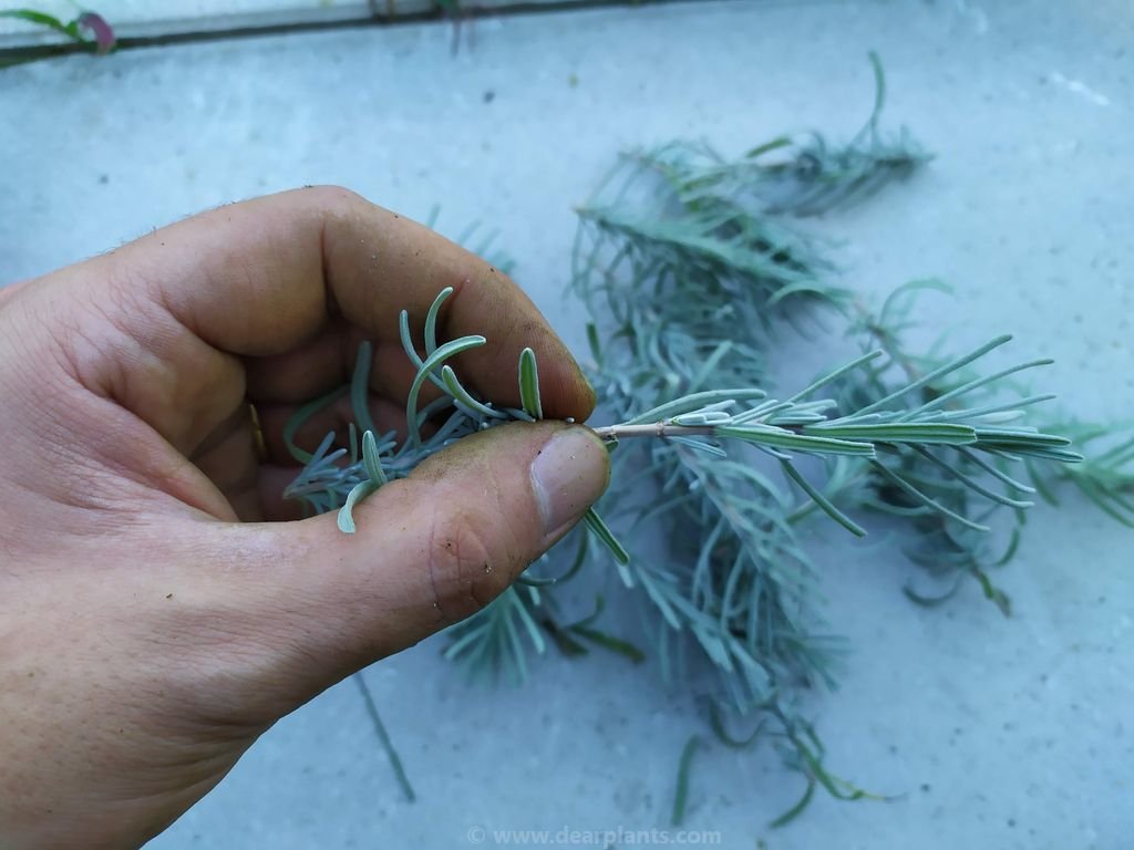 How to propagate lavender by semiripe cuttings (updated with results