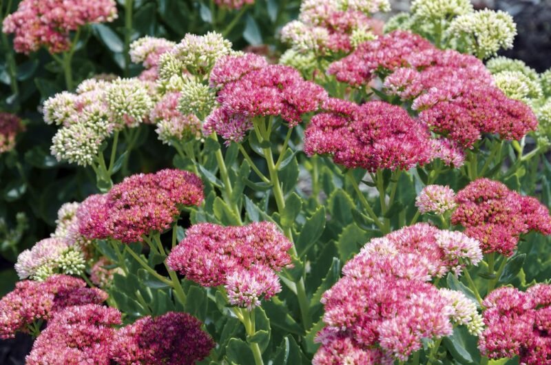 Sedum spectabile (Stonecrop) flowers