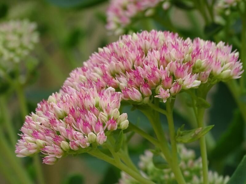 Sedum spectabile (Stonecrop) - how to plant - www.dearplants.com