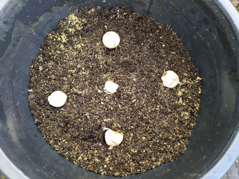 How to plant alliums - mixed allium bulbs poted - www.dearplants.com