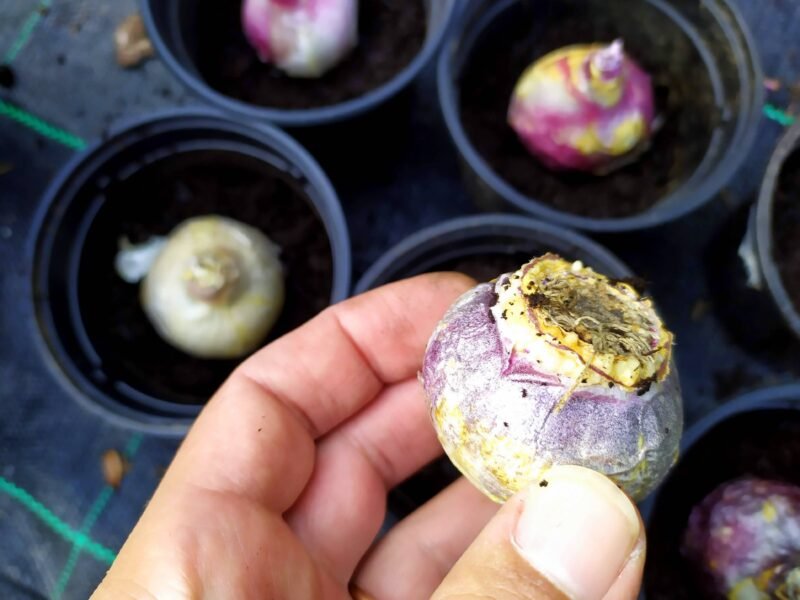 How to plant hyacinths (Hyacinthus orientalis)