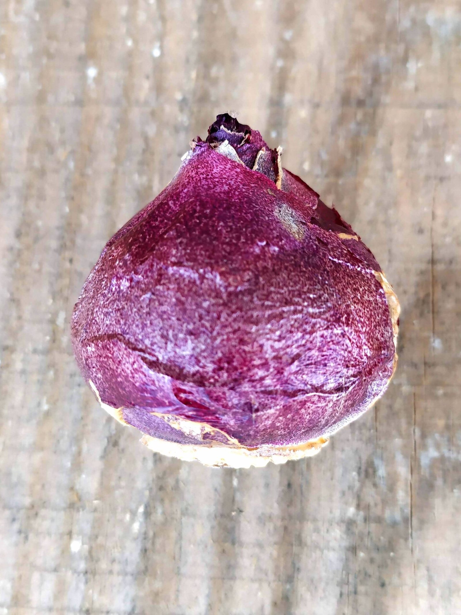 How to plant hyacinths (Hyacinthus orientalis) Dear Plants