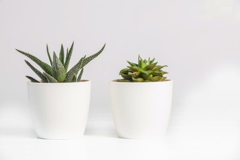 Gift ideas for gardeners, a list of great presents - succulents pots - www.dearplants.com
