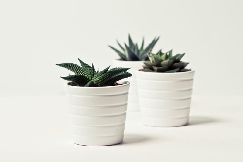Gift ideas for gardeners, a list of great presents - succulents- www.dearplants.com