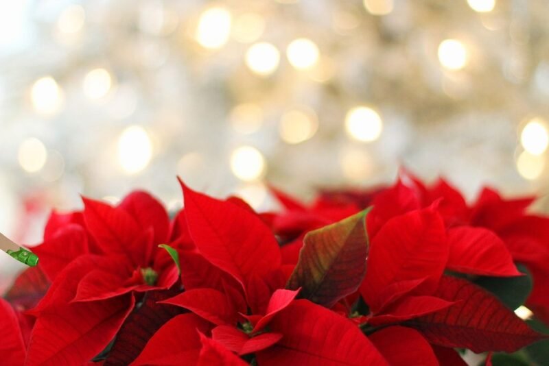 How to care poinsettias christmas plants all year round - www.dearplants.com