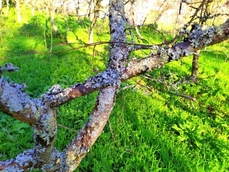 How to cut tree branches in 2 steps pruning step by step