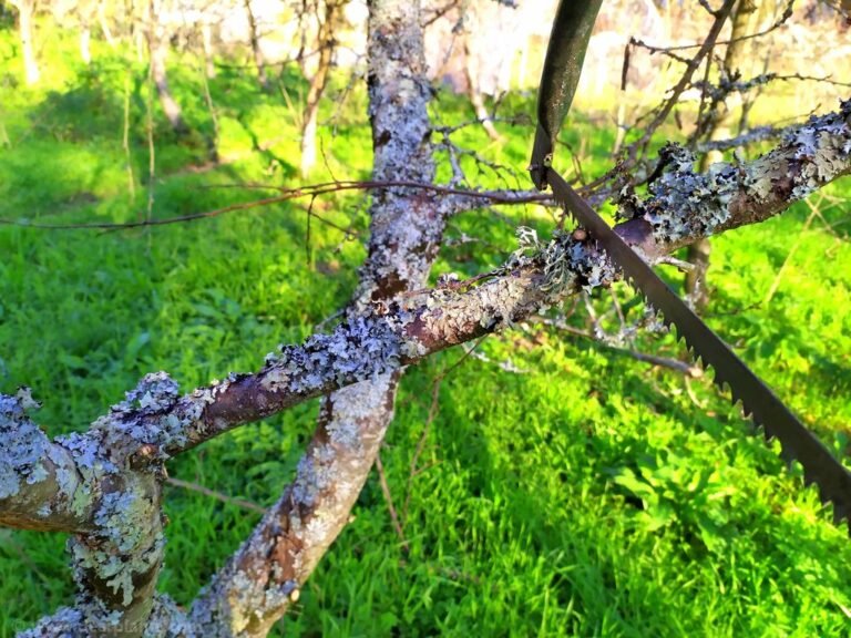 How to cut tree branches in 2 steps pruning step by step