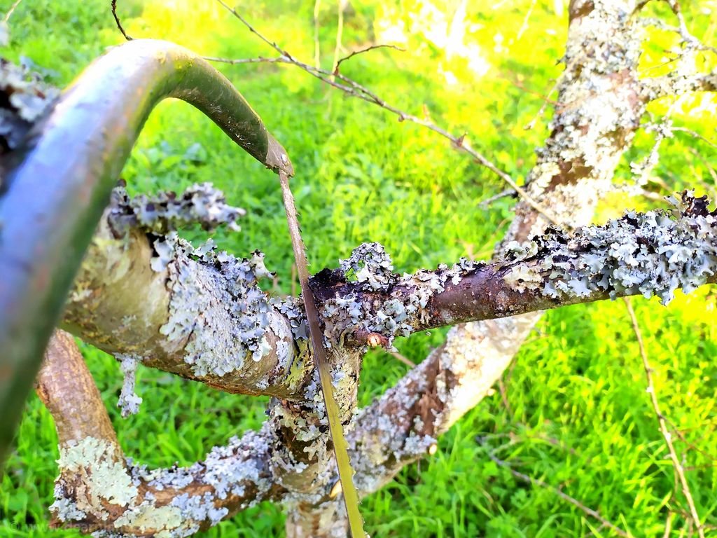 How to cut tree branches in 2 steps pruning step by step