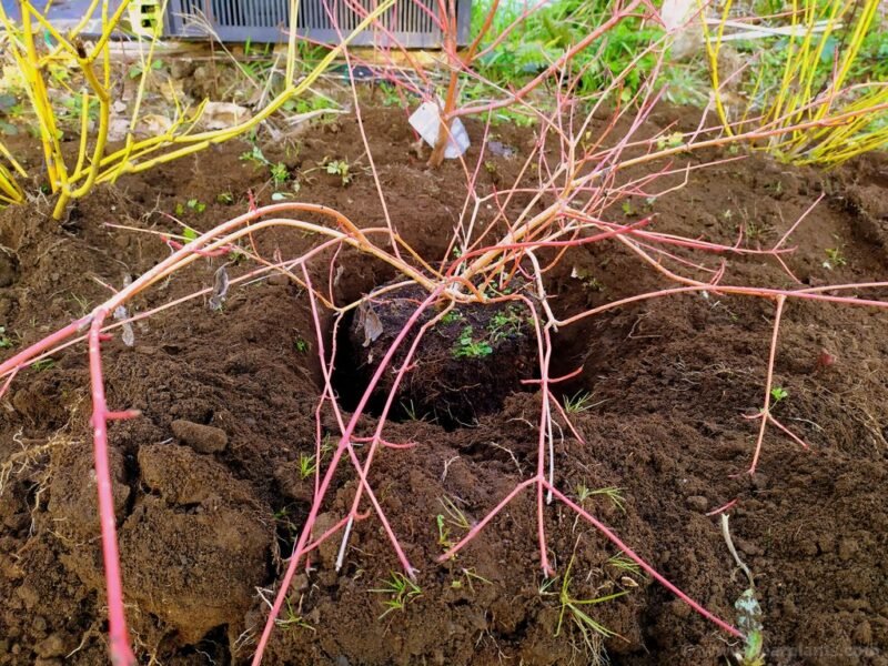 How to plant a dogwood border using different Cornus for great color - dig and plant - www.dearplants.com