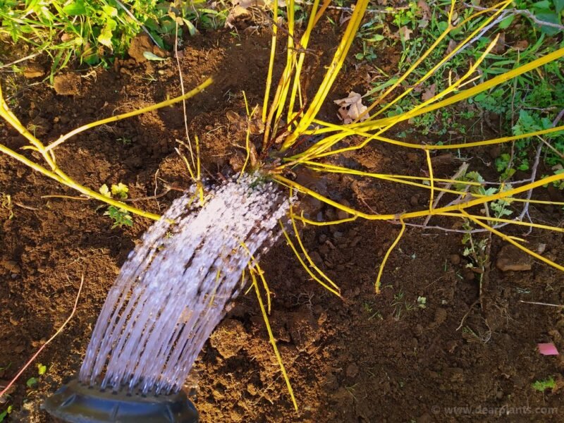 How to plant a dogwood border using different Cornus for great color - water each plant - www.dearplants.com