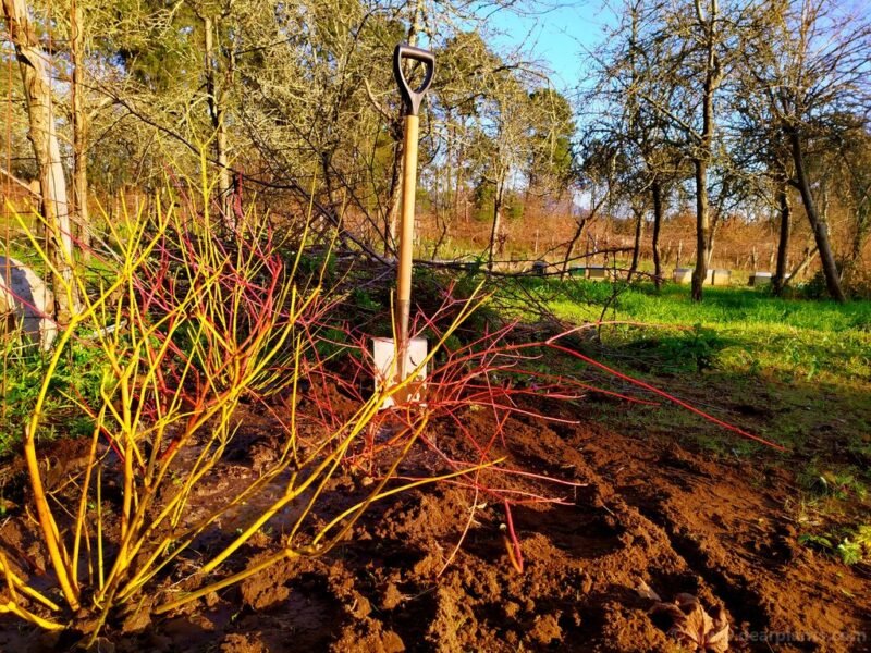 How to plant a dogwood border using different Cornus for great color - www.dearplants.com