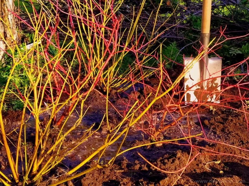 How to plant a dogwood border using different Cornus for great color - www.dearplants.com