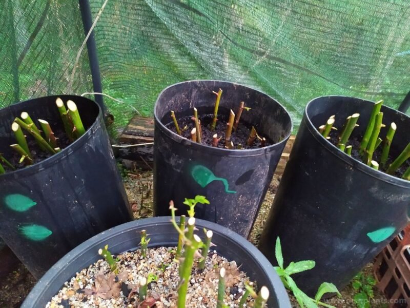 Six on saturday - 2020-01-11 - 2. taking rose cuttings - www.dearplants.com