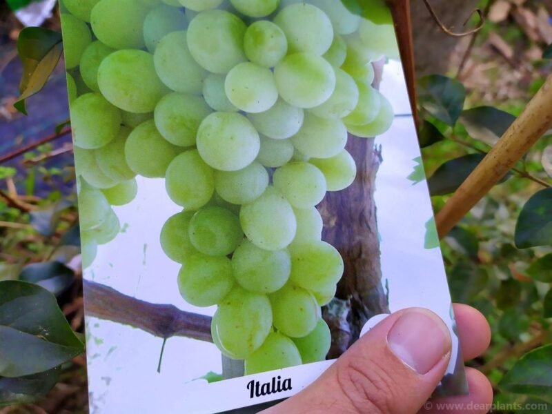 Six on saturday - 2020-01-11 - 4. planting Italia white grapes - www.dearplants.com
