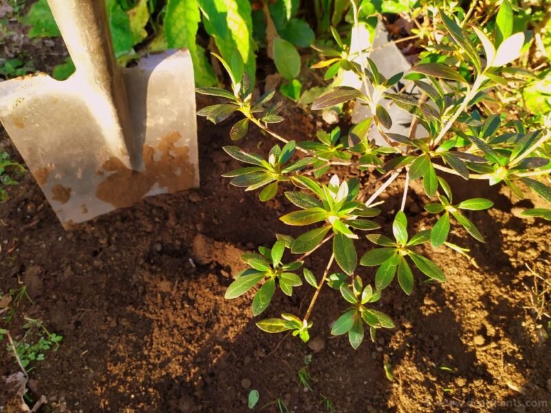 Six on saturday - 2020-01-11 - 5. planting azalea - www.dearplants.com