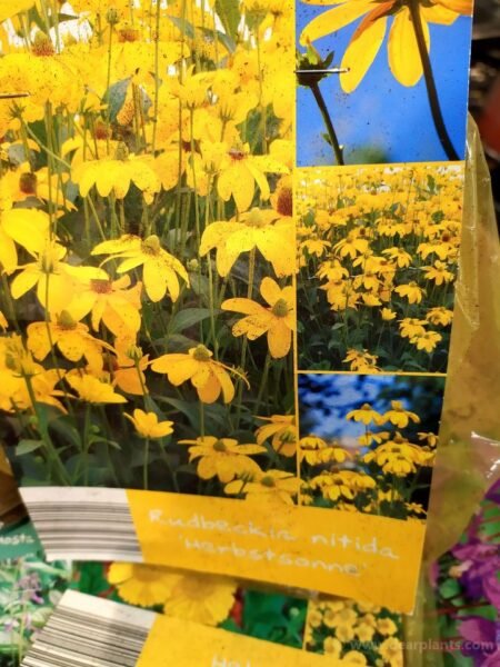 Six on saturday - 2020-01-11 - 6. Rudbeckia nitida - www.dearplants.com