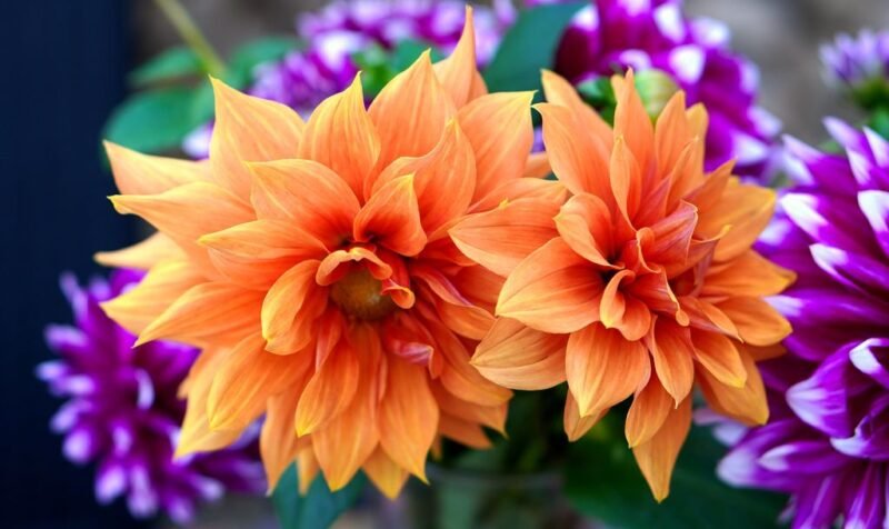 Dahlia - www.dearplants.com