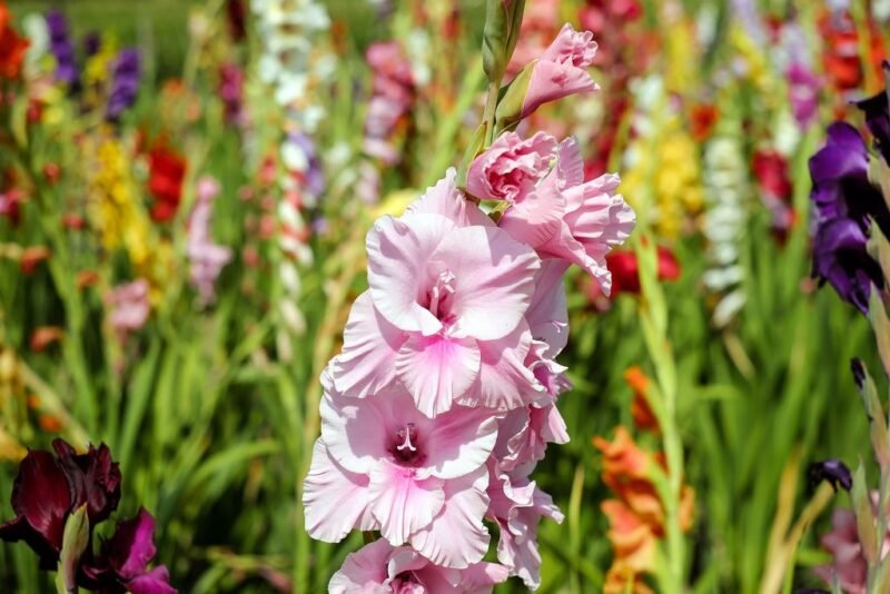 Gladiolus (Sword lily) - www.dearplants.com