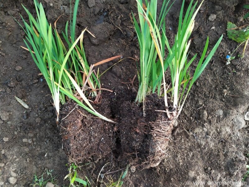 How to divide and plant crocosmia previously started in a pot- clump divided - www.dearplants.com