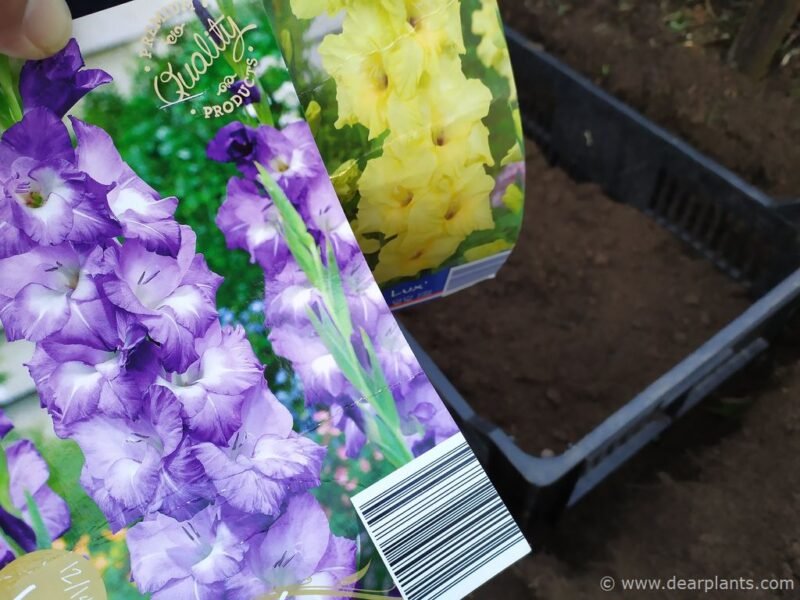How to plant and protect bulbs and tubers from mice and moles - gladiolus nori and nova lux