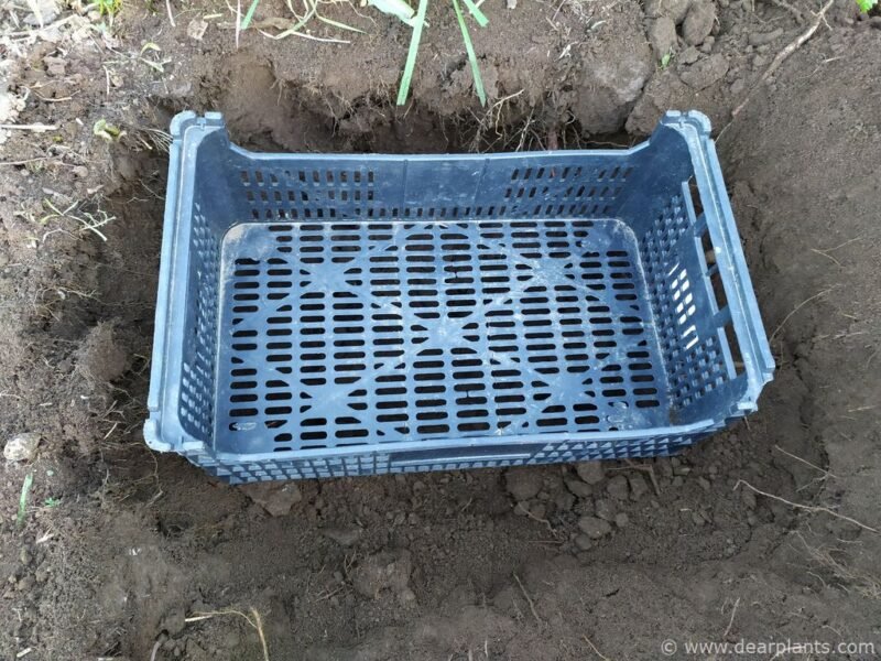 How to plant and protect bulbs and tubers from mice and moles - place the box to fit - www.dearplants.com